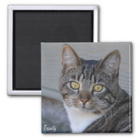 Personnalisé de haute qualité en métal Photo 3D mignon chaton fer blanc réfrigérateur aimants pour réfrigérateur Souvenir touristique étain réfrigérateur aimant