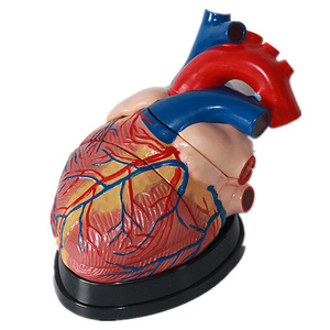 Equipo de enseñanza médica Corazón Modelo anatómico Etiqueta digital Modelo de órgano de Cardiología Modelo de corazón grande natural humano t - Product Image 2