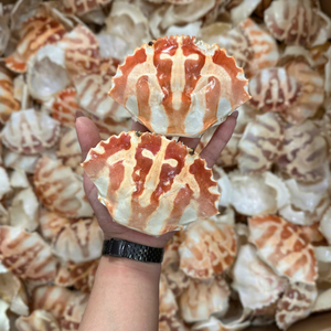 Coquille de crabe séchée naturelle pour garniture et décoration - Product Image 1