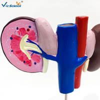 Modelo Anatómico de Riñón de Oveja para Enseñanza Veterinaria, Muestra la Estructura de la Corteza Renal, la Médula y la Pelvis Renal CE/ISO/ROHS/CNAS