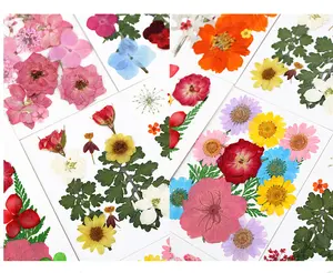 Y-E001 सूखे फूल सामग्री उपकरण मेकअप कील फोन के मामले में संयंत्र फूल नमूनों असली प्राकृतिक सूखे दबाया फूल शिल्प के लिए