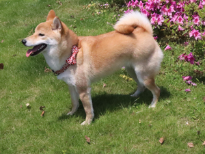 Doe Aksesori hewan peliharaan grosir kerah anjing dengan dasi kupu-kupu kalung anjing gesper logam kerah hewan peliharaan lepas cepat bunga Natal - Product Image 4