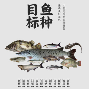 เหยื่อตกปลา Ikeba Multi Segment ขนาด 12 ซม. แบบปลอมรูปปลา Minnow สำหรับตกปลาแบสในน้ำกลาง - Product Image 3