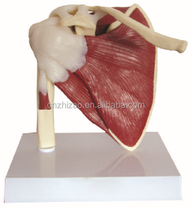 Modelo de Articulación del Hombro con Músculos, Modelo Educativo Médico del Hueso del Hombro del Esqueleto Humano - Product Image 3