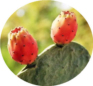 Extrait <span class=keywords><strong>de</strong></span> plante <span class=keywords><strong>de</strong></span> haute qualité professionnel <span class=keywords><strong>Poudre</strong></span> <span class=keywords><strong>de</strong></span> cactus <span class=keywords><strong>Nopal</strong></span> figue <span class=keywords><strong>de</strong></span> Barbarie - Product Image 4
