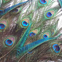Vases décoratifs en plumes de paon naturelles en gros, ornements de bouteilles, bijoux en vraies plumes avec grand œil et motif de plumes vertes teintes