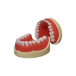 Модель стоматологической практики, набор зубных щеток, модель зубного манекена, смола, зубы типоне, низин, зубы типоне