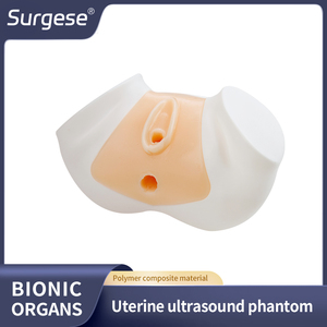 Modello per Addestramento Ecografia Uterina con Strutture Pelviche Complete |   Modello di Simulazione per Ecografia Isteroscopica con Sonda Transrettale e Convessa - Product Image 5