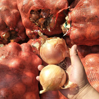Oignon frais et séché à l'air, oignon jaune et rouge collecté directement auprès du fermier avec un bon prix pas cher cebolla # holland oignon