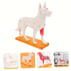 KyrenMed köpek akupunktur Model beyin 72 puan köpek akupunktur noktası modeli veteriner akupunktur hayvan anatomik modelleri - Product Image 5