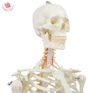 Modelo de esqueleto humano, columna vertebral flexible de tamaño real estándar, de tamaño natural, de la serie de modelos - Product Image 2