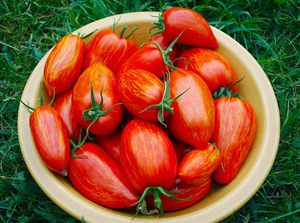 Pacchetto da <span class=keywords><strong>giardino</strong></span> 100 cimelio chiazzato di pomodoro <span class=keywords><strong>romano</strong></span> Non-GMO Lycopersicon Lycopersicum per giardinaggio domestico e vasi di fiori - Product Image 5