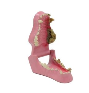 Model Gigi Anjing, Gigi Hewan, Gigi Anjing, Model Pengajaran Kesehatan Mulut, Tulang Anjing, Tulang Anjing - Product Image 4