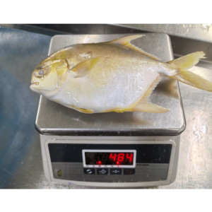 Pompano Dorado Congelado, Pescado Pomfret, 400-500 g, Pompano Dorado de Cultivo en China - Product Image 6