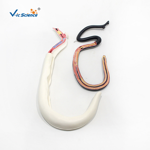 Modello Ingrandito di Schistosoma con Copula Maschile e Femminile Staccabile, Modello Anatomico del Parassita per l'Insegnamento della Parasitologia CE/ISO/ROHS/CNAS - Product Image 4