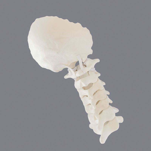YULIN Modèle de segment cervical humain en mousse solide : Occiput-C7, Modèle anatomique de colonne vertébrale pour l'enseignement et la démonstration en orthopédie, CE & ISO - Product Image 3