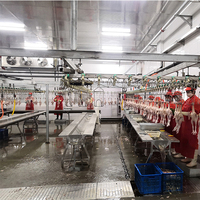 Ligne de processus d'abattage automatique de volailles Maisheng, équipement d'abattage pour abattoir