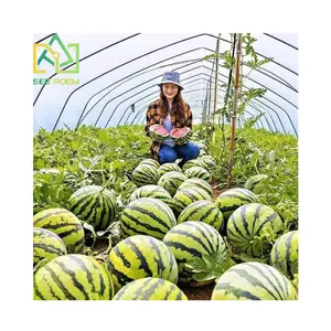 Invernadero de sandía para agricultura, invernadero de melón dorado, verde hidropónico