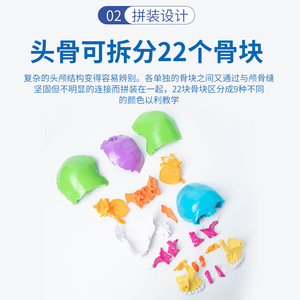 Modèle de crâne coloré, modèle de crâne pour l'enseignement en clinique dentaire avec 22 pièces détachables, modèle de crâne démontable. - Product Image 4