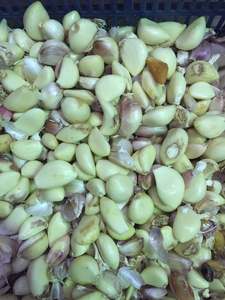 Angelon graines de citrouille noir ail pelé tri machine - Product Image 5