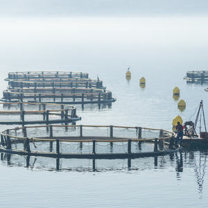 Gabbia di pesca Hdpe galleggiante gabbia di allevamento di pesci in mare profondo per acquacoltura del lago di Turkana Nile pesce persico costi delle gabbie di allevamento - Product Image 1