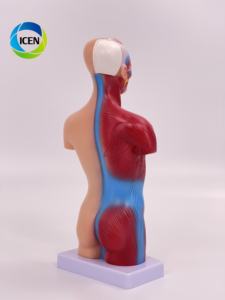IN-M5 Medische Wetenschap Plastic Dubbele Seks Anatomie 85Cm Hoogte 32 Delen Anatomisch Medisch Mannelijk Menselijk Torso Model - Product Image 5