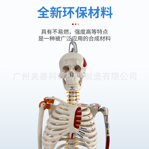 Modelo de Esqueleto Humano Completo de 85 cm con Estructura Musculoesquelética y Ligamentos, Columna Vertebral Desmontable, Cráneo Blanco para Yoga - Product Image 2