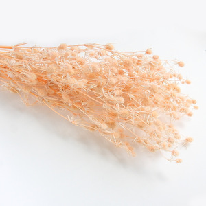 Conserve le fruits à la saint-valentin, eriglium, décoration brute, mer creuse, pour la décoration - Product Image 3