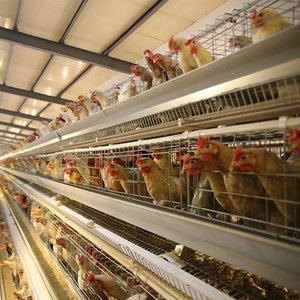 Jaula para Gallinas Ponedoras de Granjas Avícolas Grandes, Tipo H, 4 Niveles, con Sistema Automático de Alimentación y Bebederos - Product Image 2