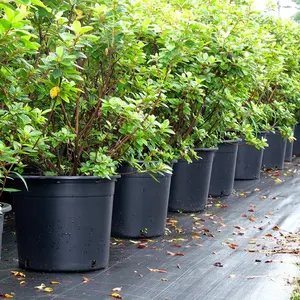 Berçário plantador de plantas preto de 1 galão durável, promoção de preço baixo