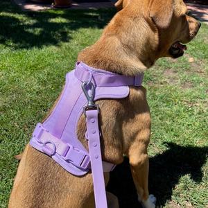 कस्टम वाटरप्रूफ pvc पॉलिएस्टर कुत्ते का दोहन सेट पालतू जानवर पोप बैग धारक डिस्पेंसर कुत्ते कॉलर और पट्टा सेट - Product Image 6