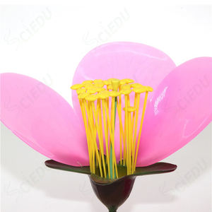 แบบจำลองพืชดอกไม้แอปเปิ้ล สำหรับ<span class=keywords><strong>การ</strong></span>เรียนการสอนวิทยาศาสตร์<span class=keywords><strong>การ</strong></span>แพทย์ กายวิภาคศาสตร์ และชีววิทยา - Product Image 5