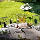 Espécimen de taxidermia con pisapapeles de Ocean World en resina, regalo del insecto, recursos didácticos, juguetes naturales, suministros educativos - Product Image 3