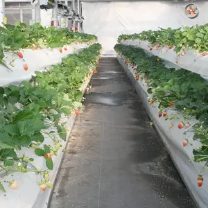 Greenhouse Hydroponics planting Gutter plastic grow gully for Strawberry