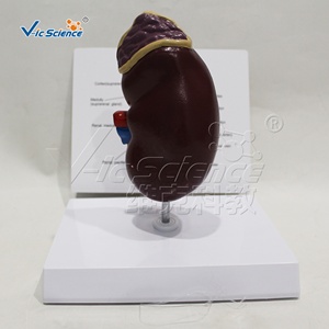 Modello Anatomico del Renino per Scienza Medica e Anatomia - Product Image 5