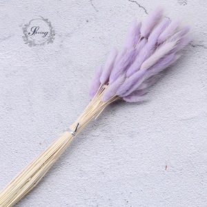 Fleur décorative queue de lapin séchée naturelle, herbe de lagus Ovatus, fleur de Pampas séchée - Product Image 4