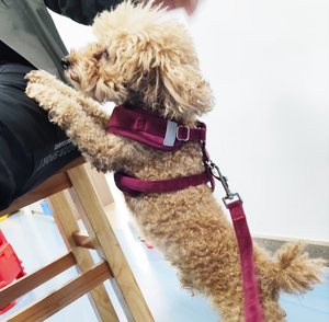 Set Harnesses Anjing Mewah Berbahan Beludru Polyester Desainer Personal dengan Tali dan Kalung Anti Tarik - Product Image 5