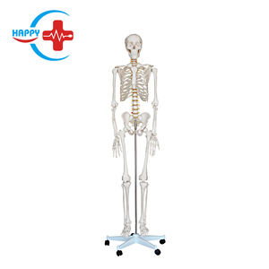 Modelo de anatomía <span class=keywords><strong>del</strong></span> <span class=keywords><strong>esqueleto</strong></span> <span class=keywords><strong>humano</strong></span>, modelo de anatomía - Product Image 1