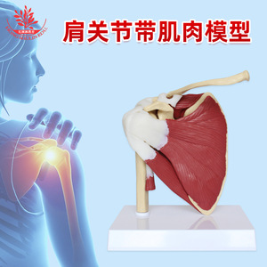 Modèle de muscle de l'articulation de l'épaule, en PVC, avec os mobiles, modèle d'articulation de l'épaule pour l'enseignement médical des adultes - Product Image 5