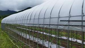 بيت زراعي كبير الحجم ذو نفق علوي لزراعة الطماطم - Product Image 5