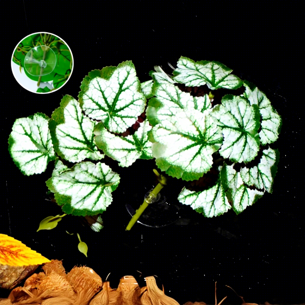 Alum root leaf with suction cup