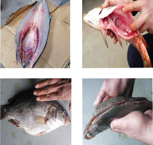 Máquina de procesamiento de residuos de pescado de diferentes tipos, máquina de procesamiento de pescado, máquina de procesamiento de pescado ahumado de sardina - Product Image 6