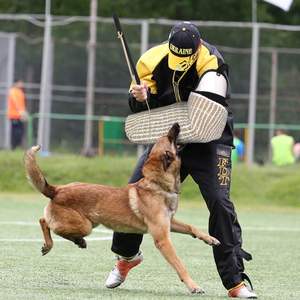 Mangas de mordedura de perro de doble capa para morder de entrenamiento de Pastor <span class=keywords><strong>Alemán</strong></span>, manga de mordedura de protección de brazo completo-mano izquierda perros grandes - Product Image 6