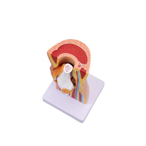 Modelo Anatómico de Rodilla Humana Desmontable de PVC para Ciencias Médicas, Sección de Menisco, Modelo Educativo - Product Image 4