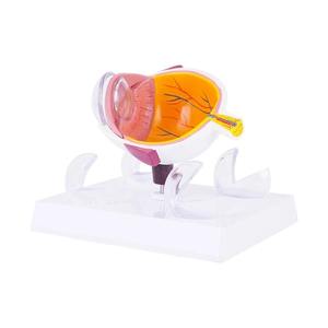 Modelo Anatómico Profesional del Ojo para Entrenamiento y Demostración Oftalmológica, Marca InnoVue Opto, Material ABS, 1 Año de Garantía - Product Image 3