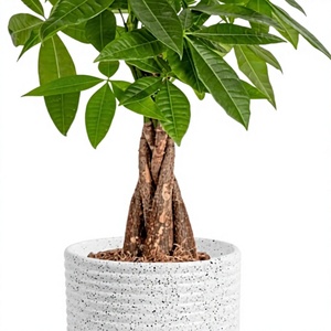 Costa Farms Arbre à Argent, Plante Vivante en Pot Décoratif, Purificateur d'Air, Plante d'Intérieur Tressée, Adaptée aux Animaux Domestiques, Décoration de Bureau, Idéal pour la Maison - Product Image 3