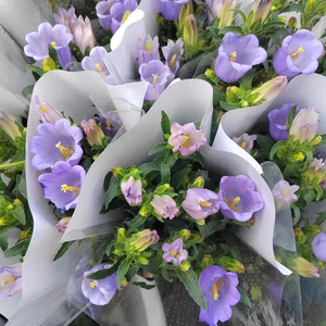 Arreglo Floral Seco Natural de Hierba de Pampas de Yunnan Kunming, Hecho a Mano, Moderno, para Bodas, Día de la Madre, Graduación, Navidad - Product Image 5