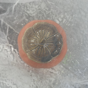 <strong>Corsetry</strong> Support <strong>Mesh</strong> Fabric 100% Nylon 30GSM Non Stretch for Bridal Bodice Foundation Applique Backing - Product Image 3