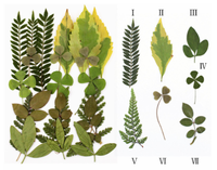 Feuilles séchées pressées naturelles, 84 pièces, assortiment de feuilles florales réelles pour la résine époxy, les bijoux, les bougies, les savons, la décoration des ongles, les travaux manuels DIY