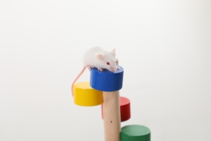 Fazenda Raça Ratos Congelados Ratos para <span class=keywords><strong>Pet</strong></span> Cobras Lagartos Rãs Tartarugas Crocodilos Raposas Falcões Gatos Réptil Comida - Product Image 6